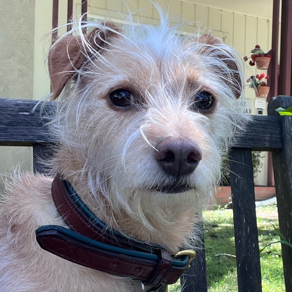 Meet your Posher, Chauncey - Picture 1 of 1